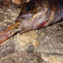 爆風メバルプラッキング