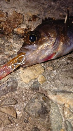 爆風メバルプラッキング