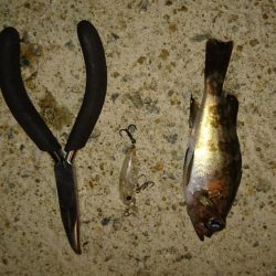 プラグオンリー