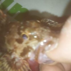 爆風メバリング