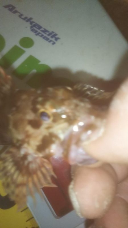 爆風メバリング