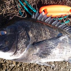 2019年、初フカセ