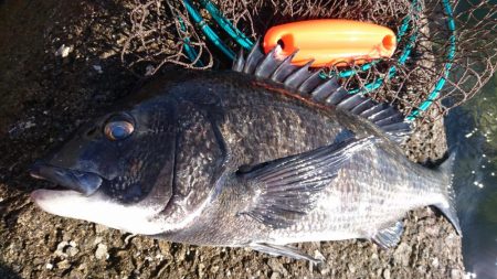 2019年、初フカセ