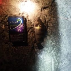 あけおめ 初釣り