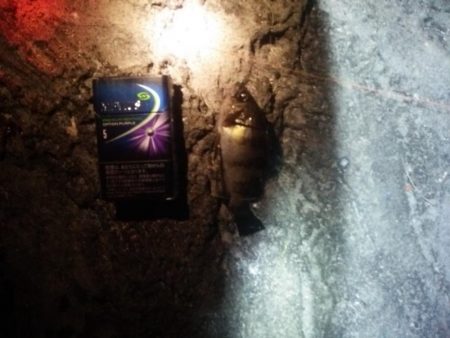 あけおめ 初釣り