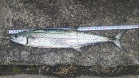 なんとか釣れた❗️