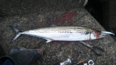 サワラ  いわしました