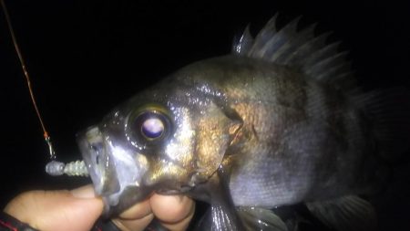 明石メバリング