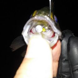 明石メバル好釣