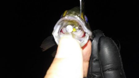 明石メバル好釣