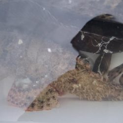 カサゴ釣りがクエ釣りになった❗