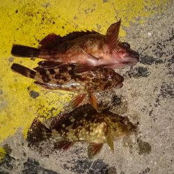 ヒイカエギング