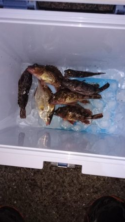 ロックフィッシュ