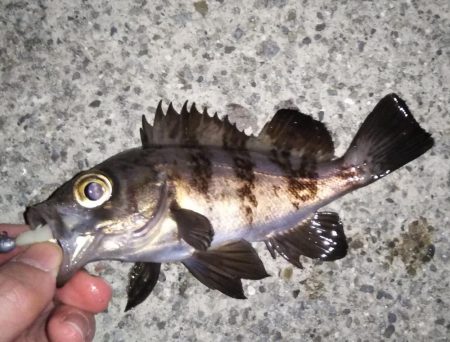 ライトゲームでハゼ