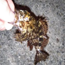 渋めのメバリング