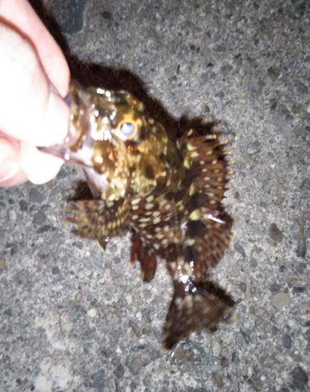 渋めのメバリング