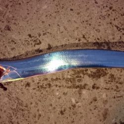 三連休最終日タチウオ