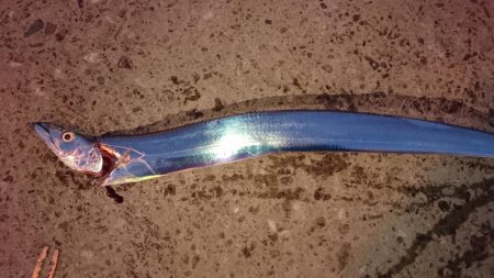 三連休最終日タチウオ