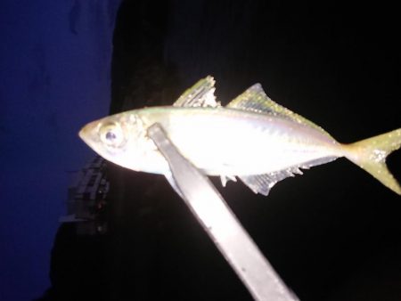 ちょこっと初釣り