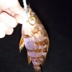 メバルのサイトフィッシング