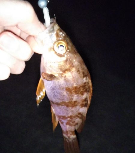 メバルのサイトフィッシング