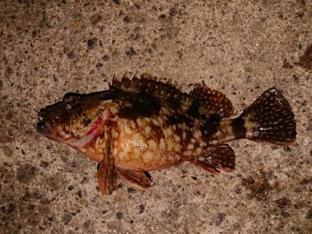 ガッシー入れ食い