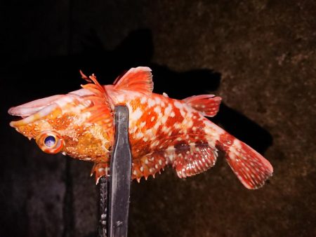 デカいの欲しい