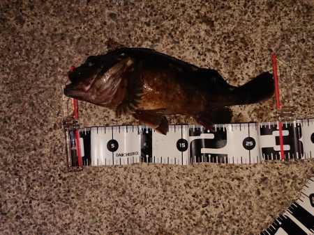 カサゴ自己記録更新