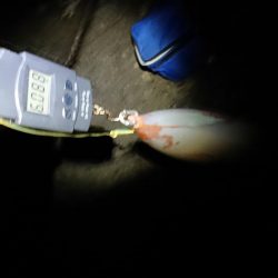 エギング記録更新