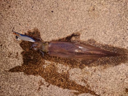 まだ渋いヤリイカ