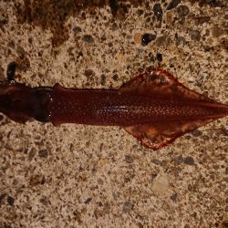 強風の中新規防波堤にて