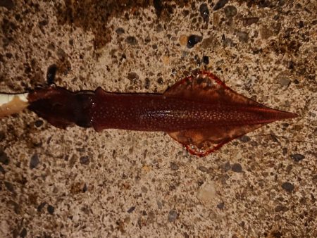 強風の中新規防波堤にて