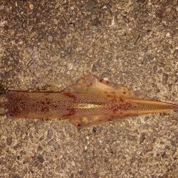 ウネリと強風の中で