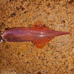 好状況ながら渋い