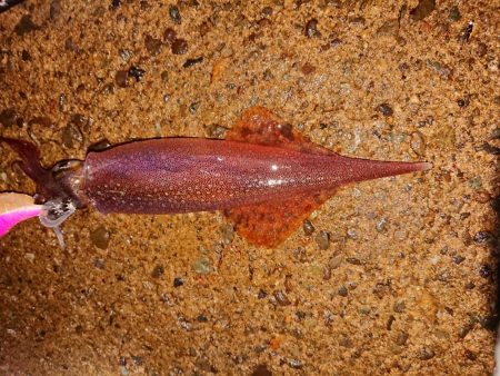 好状況ながら渋い