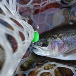 マイナス5度極寒の小柿渓谷トラウト出撃!