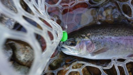 マイナス5度極寒の小柿渓谷トラウト出撃!