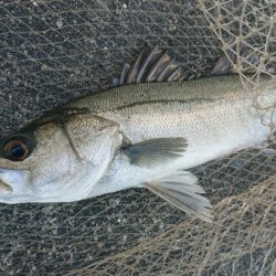 湾奥ウインターシーバスフィッシング