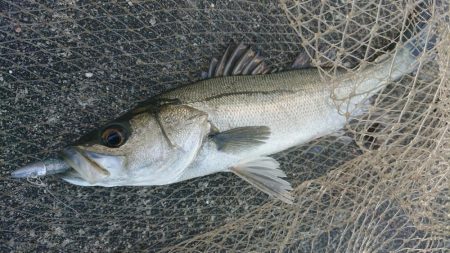 湾奥ウインターシーバスフィッシング