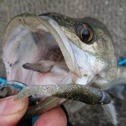 夕練デイゲームシーバス