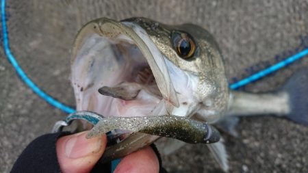 夕練デイゲームシーバス