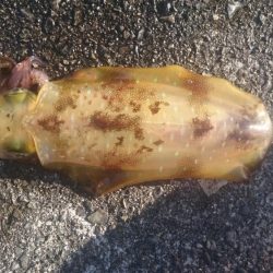 明けましておめでとうございます。