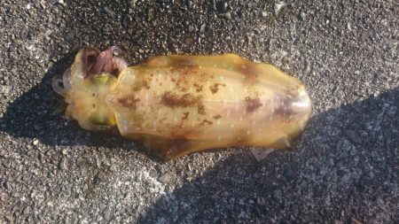 明けましておめでとうございます。