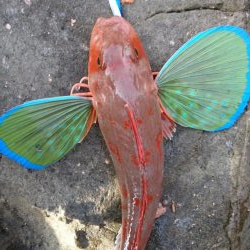 新年あけましておめでホウボウございます