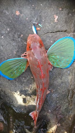 新年あけましておめでホウボウございます