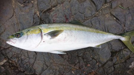 メジロマックイーンきたよ！