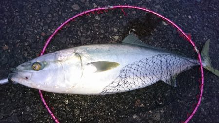 ブリトニーきたよ！