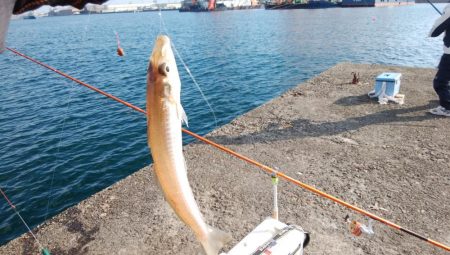 播磨新島でキス釣り