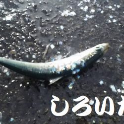 マイワシおかわり、場所移動が大当たり。