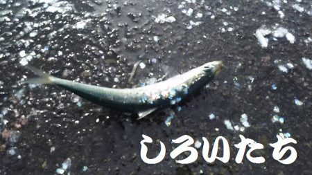 マイワシおかわり、場所移動が大当たり。